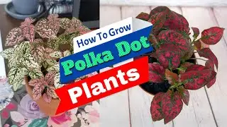 How To Grow Polka Dot Plants  | Polka Dot Plant Care