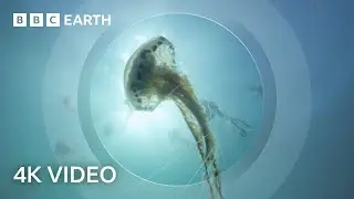 The Secret World of Jellyfish | North Atlantic | 4K UHD | BBC Earth