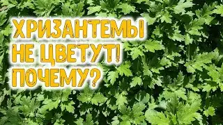 CHRYSANTHEMES DO NOT FLOWER! WHY?