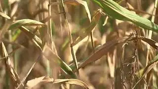 Deutschland: Landwirte klagen über miserable Ernte für 2020
