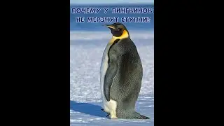 ПОЧЕМУ У ПИНГВИНОВ НЕ МЁРЗНУТ СТУПНИ? - ИСТОРИИ И ФАКТЫ #37