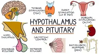 Understanding the Hypothalamus and Pituitary