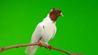 pigeon copyright Free video|green screen effect copyright free