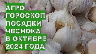 Агрогороскоп посадки чеснока в октябре 2024Agrohoroscope for planting winter garlic in October 2024