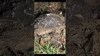 Casting Another Ant Colony with Aluminum (Cast 