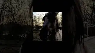 ДИКИЕ ЛОШАДИ НА ОСТРОВЕ В ЕЛГАВЕ