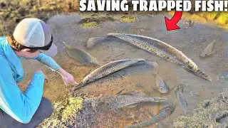 Saving Fish TRAPPED in MUD!