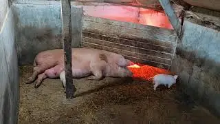 🆒Неудачную свиноматку на мясо🐷 Поросята разлетаются по Владимирской ,Ивановской и Московской области