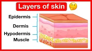 Layers of skin ✋ | Human skin anatomy | Easy learning video | 5 senses