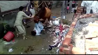 Dangerous Bull. Must watch 🤣🤣