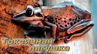 Опаснее гремучей змеи? Токсичная лягушка. Aparasphenodon