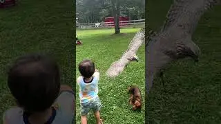 HAWK ATTACKS DOG 😱