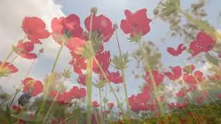 Футаж❤️Степные Маки❤️ Background Steppe Poppies