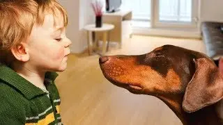 Doberman Protects Baby Compilation