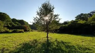 Crickets Sound and Birdsong, the Rustle of Grass - 12 hours of Nature Relax