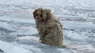 It was -12°C cold, he sat on the ice river in despair and shed tears from cold and hunger
