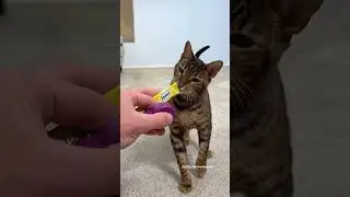 Cat Wall Training 