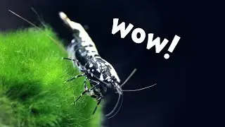 PET SHRIMP are AWESOME and here is why 🦐