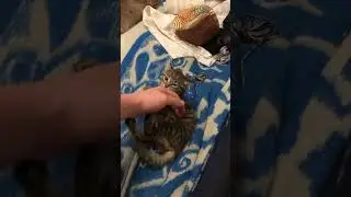 Её бояться даже тигры #животные #animals