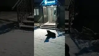 НЕБЛИЗКИЙ путь доверия - понимание не купить за деньги. Стой! Я не причиню тебе боли! Я тебе не верю