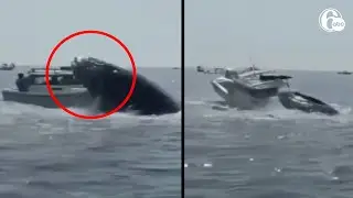 Whale lands on fishing boat near Massachusetts