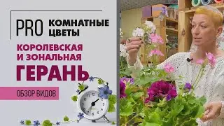 Пеларгонии королевская и зональная - в чем различия | Герань - такая разная и прекрасная.