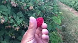 Польша. Малина Тадмор.