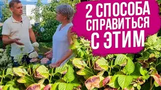 У гортензии сохнут края листьев. Что делать? Паутинный клещ на гортензии. Подкормки гортензии.