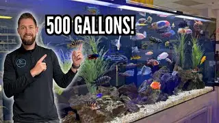 Massive 500 Gallon Cichlid Tank! (Nova Tropicals Tour)