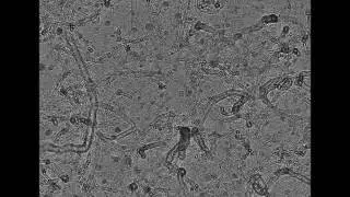 Growing carbon nanotubes