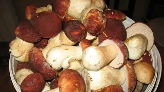 БЕЛЫЕ ГРИБЫ БЬЮТ ВСЕ РЕКОРДЫ! Грибы 2020. Белые грибы. Boletus. Funghi. Mushrooms. Боровики. Pilze.