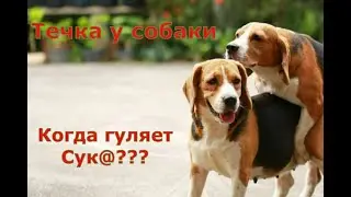 Течка у собак: Когда можно вязать собаку??? Собачья Свадьба в разгаре. На какой день гуляет собака??