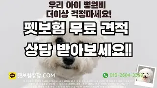 우리 아이 병원비 걱정 끝 더이상 무의마한 돈낭비 하지마시고 제대로된 펫 보험 무료 견적 상담이라도 받아보세요 !! #보험 #펫보험