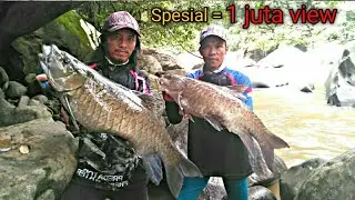 PENGHUNI NEGERI JERAM | SI MONSTER MAHSEER | IKAN KELAH IKAN SAPAN SEMAH