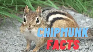 11 (New) Chipmunk Facts You Didn't Know [Must Check #5]