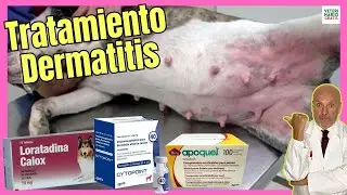 🔴 TRATAMIENTO PARA LA DERMATITIS EN PERROS (APOQUEL CYTOPOINT LORATADINA) 🔴
