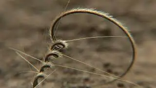 GOTTES SCHÖNHEIT & DARWINS ÄRGER - Filmclip 4 - 