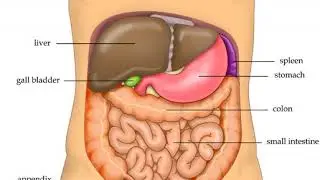 Liver | Wikipedia audio article