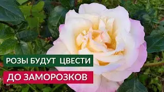 Осенние Цветение Роз. Что надо сделать, чтобы розы цвели до поздней осени