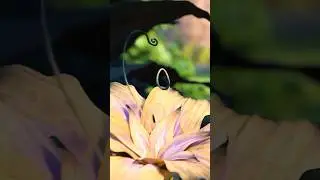 Why Rapunzel's Golden Flower Was In Moana!