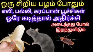 ஒரு  பழம் போதும் கரப்பான் பூச்சிகள் ஒரே கடித்தால் அடைந்தது போல் இறந்துவிடும்@keerthisaratips5728