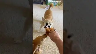 Two Dog and Owner Tug of War #shortsfeed #cutedogs #tugofwar