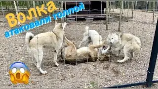 Волк Братиш был атакован. Волчица Ария кидается защищая своё лакомство.