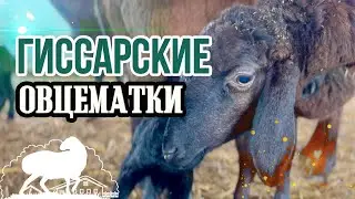 Наши Гиссарские овцематки