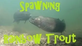 Spawning Rainbow Trout Amazing HD Underwater Footage on GoPro Hero