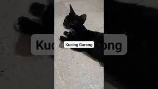 Kucing Garong #cat #catlover