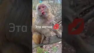 ТЕЛЕГА В ЗАКРЕПЕ 📌 #а4 #rek #brother #monkey #майнкрафт #tiktok #роблокс #omega #браток #ещкере