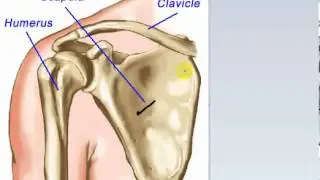 general anatomy 5  - types of bone (1) - by dr Sameh Ghazy