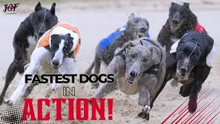 Epic 480m Greyhound Race in Ireland | Fastest Dogs Competed