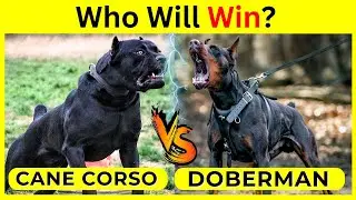 Cane Corso Vs Doberman Fight Comparison 2024 | Which dog is more powerful Doberman or Cane Corso?